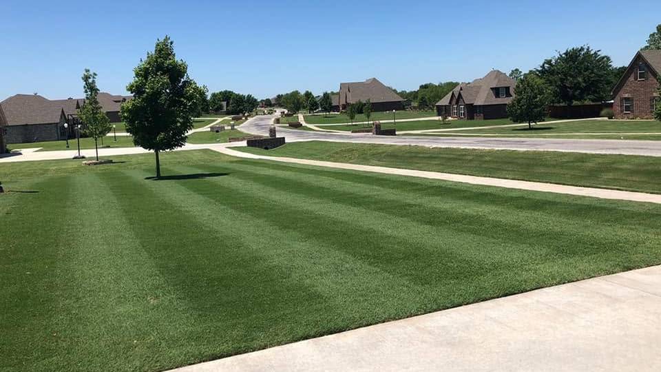 Mown lawn with fresh stripes beside a curving sidewalk, a young tree and brick homes along the street under a clear blue sky.